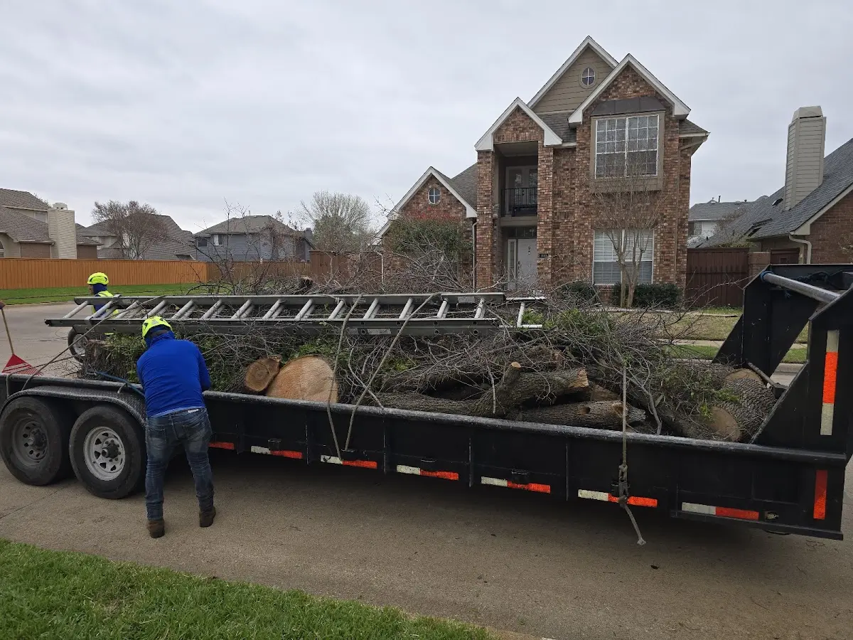Expert Tree Removal with proper safety equipment in Finger